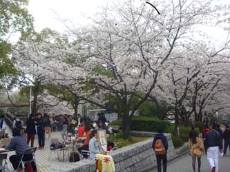 130404kandai sakura01.jpg